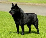 Schipperke 9W021D-003